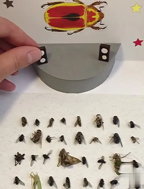 Насекомые устроили концерт
