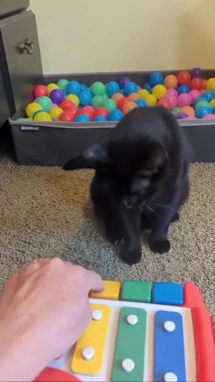 Кот играет на ксилофоне