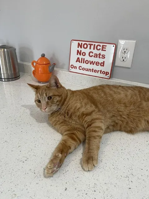 No Cats Allowed on Countertop