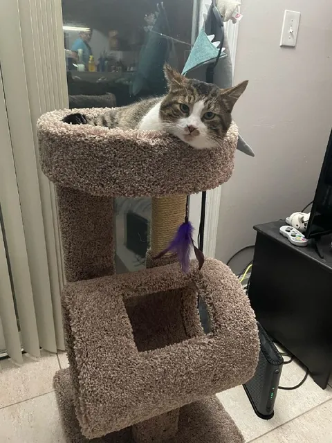 Кот в нелепом кошачьем домике