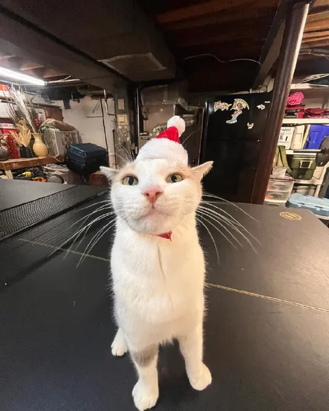 Кот в шапке Санты
