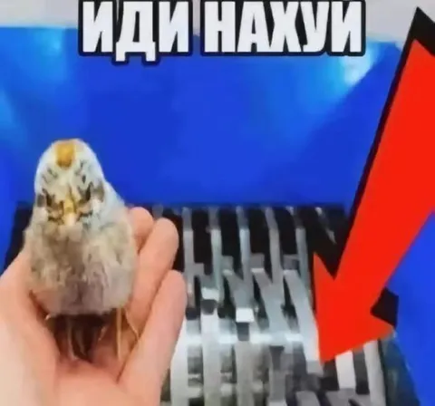 Птица испортила пианино