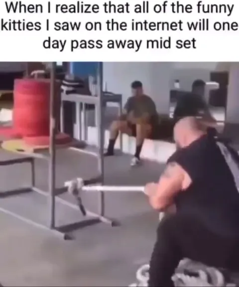 Funny Kittens Will Pass Away