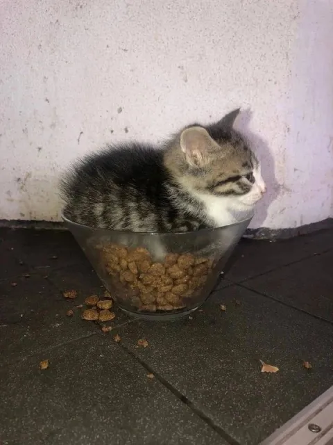 Кот в миске с кормом