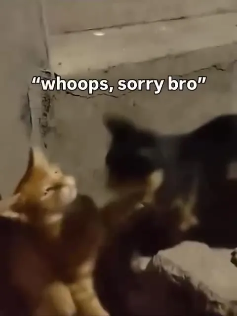 Whoops, Sorry Bro Cat