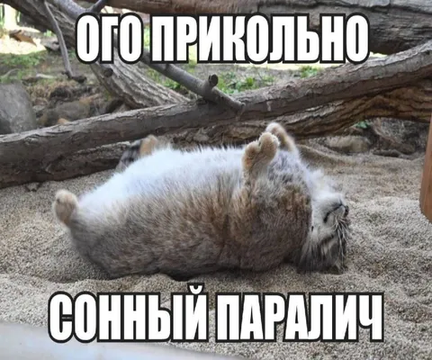 Сонный паралич в зоопарке