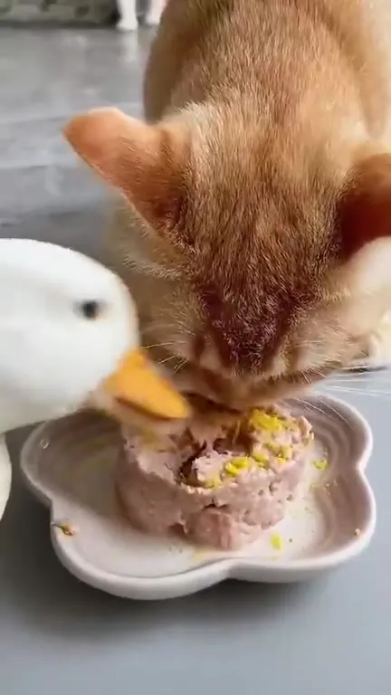 Кот и утка делят паштет