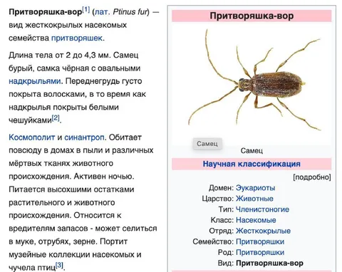 Притворяшка-вор — насекомое-вредитель