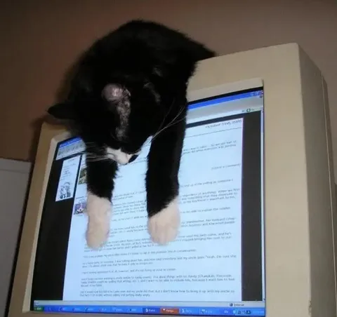 Cat Sitting on the Monitor
