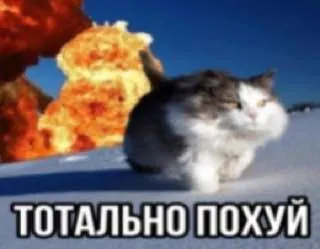 Тотально похуй кот