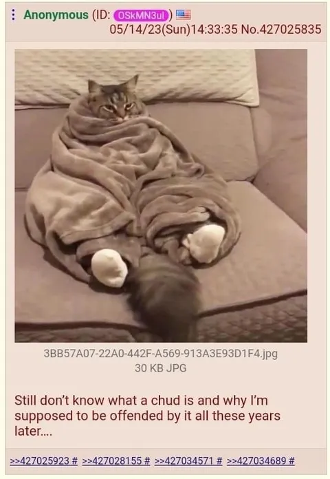 Wrapped Cat Doesn't Know Chud