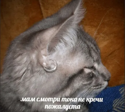 Кот просит маму не кричать