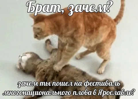 Брат, зачем ты пошел на фестиваль