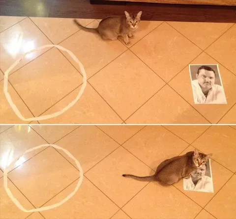 Кот выбирает фотографию