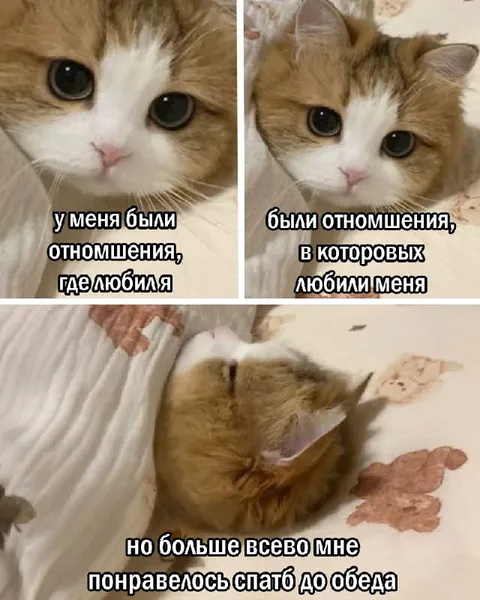 Кот, который любит спать до обеда