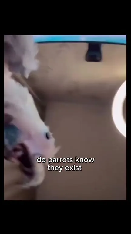 Do Parrots Know They Exist?