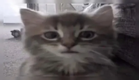 Серьёзный котёнок смотрит в камеру
