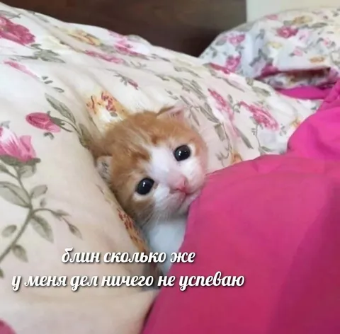 Котик ничего не успевает