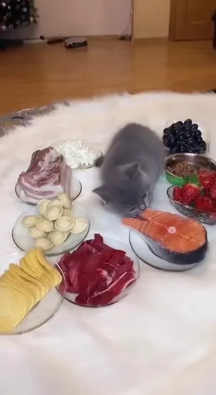 Котёнок выбирает лосось