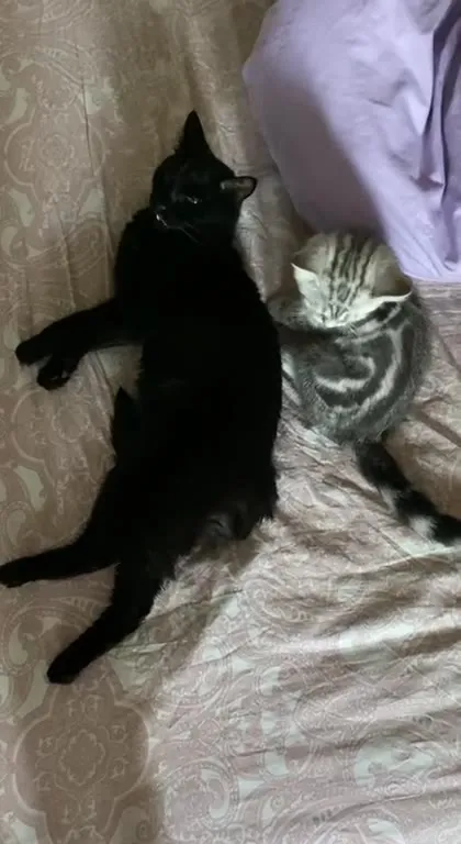 Кот не выдержал объятий