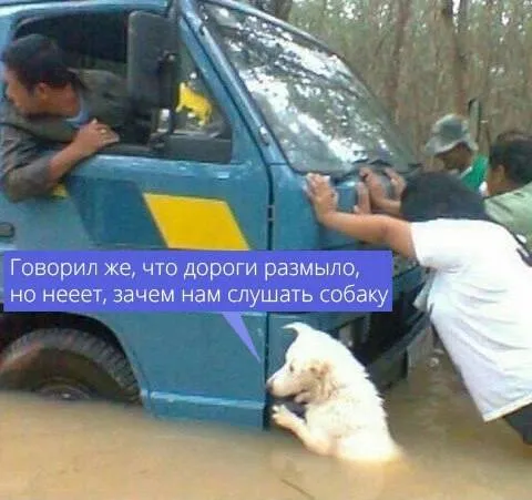 Собака предупреждала о дороге