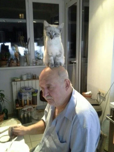 Кот сидит на голове