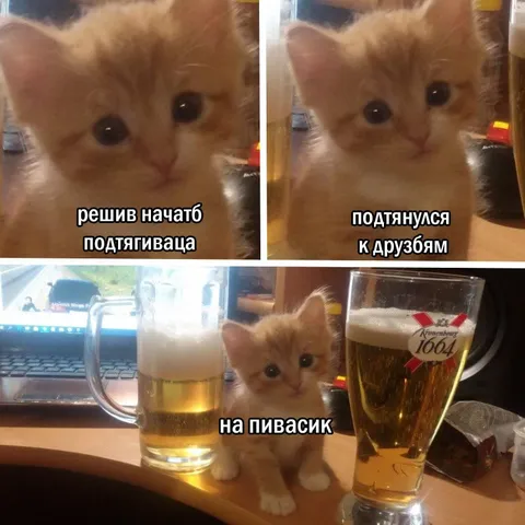 Кот потянулся к друзьям