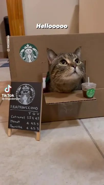Cat Barista Pushes Coffee Off Counter