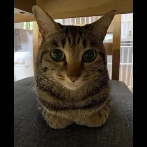 Кот внезапно орёт