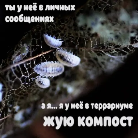 Жую компост в террариуме