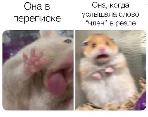 Хомяк услышал слово «член»