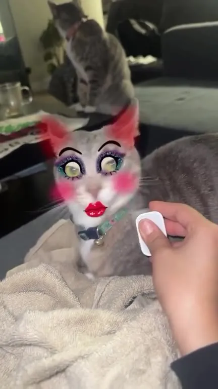 Кошка внезапно стала дивой