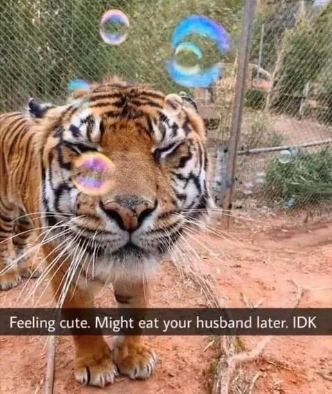 Cute Tiger Might Eat Your Husband