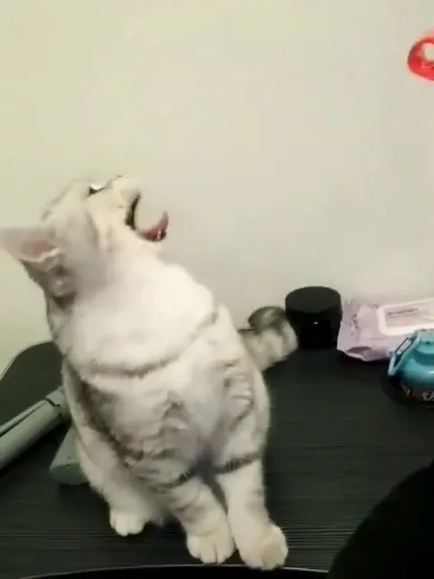 Кот танцует под лазер