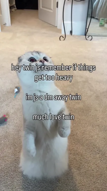 Twin Cat Needs Emotional Support