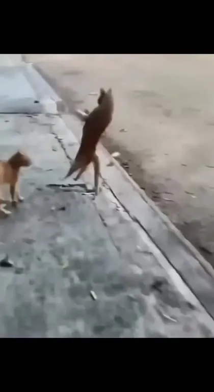 Коты ведут себя странно
