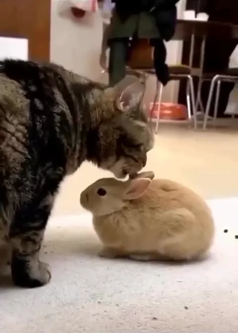 Кот гладит кролика