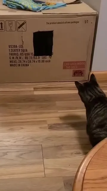 Cat Attacks the Sofa Box