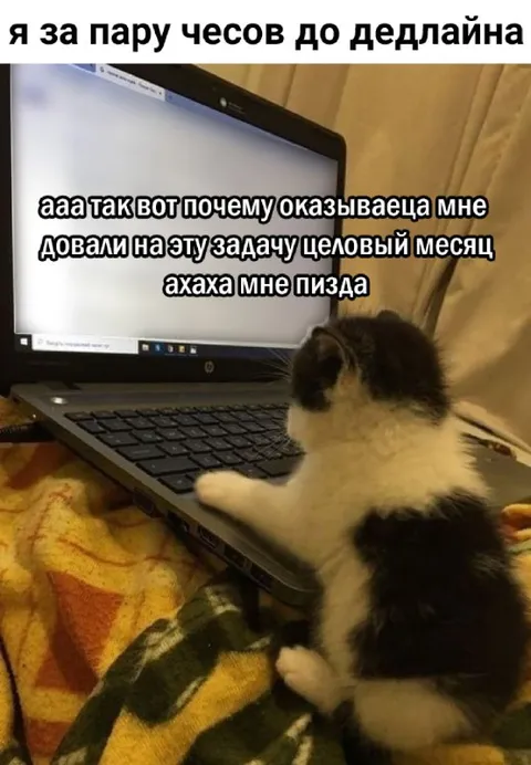 Кот за пару часов до дедлайна