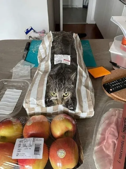 Кот в упаковке продуктов