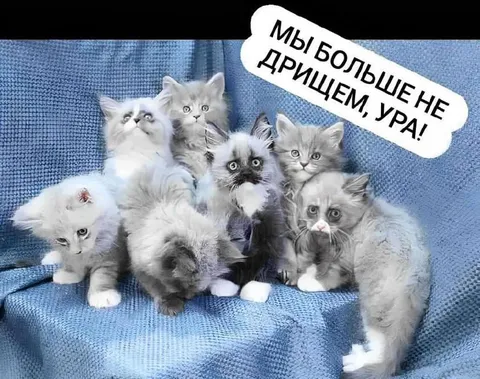 Мы больше не дрыщем, ура