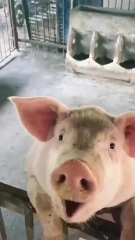 Свинья жуёт шашлык под рэп
