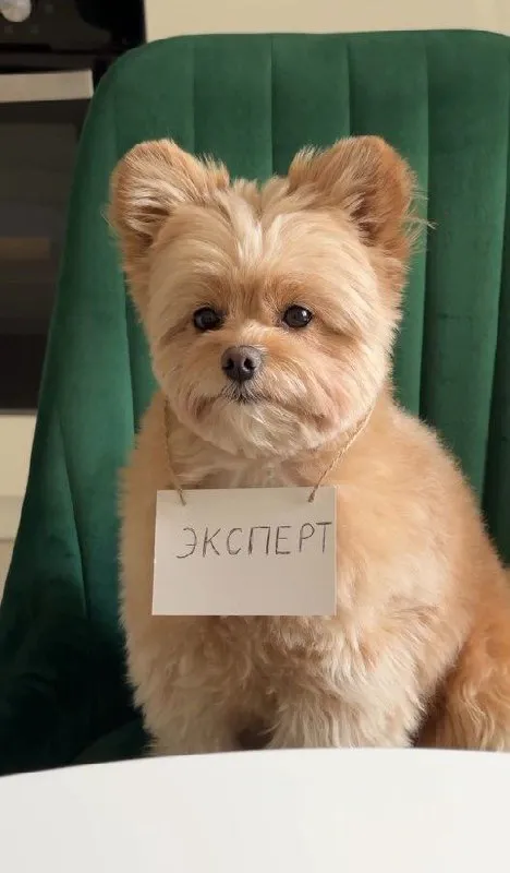 Пёс-эксперт за столом