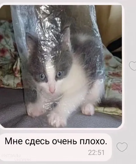 Котёнку здесь очень плохо