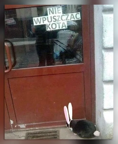 Nie wpuszczać kota
