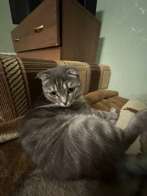 Кот странно сидит на диване