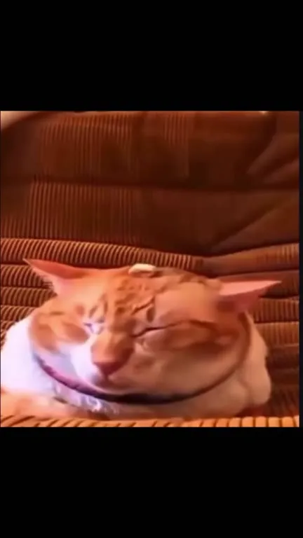 Спящий кот и музыка