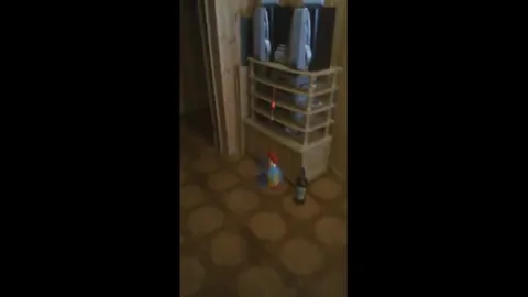 Домашний король превращается в мага