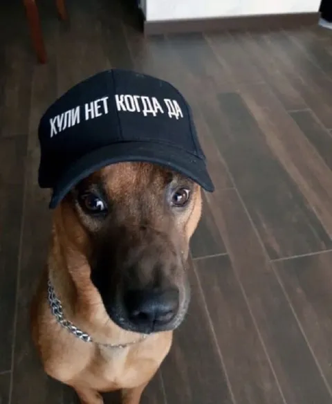 Хули нет когда да