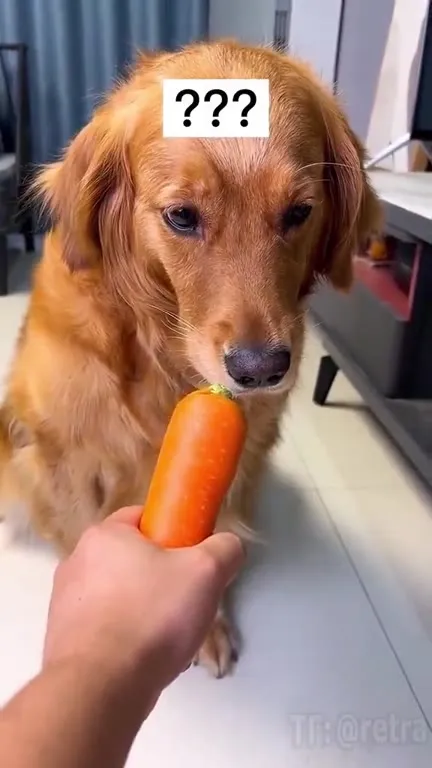 Dog Refuses the Carrot